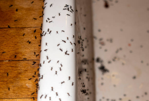 Best Best Pest Control Companies  in Yalaha, FL