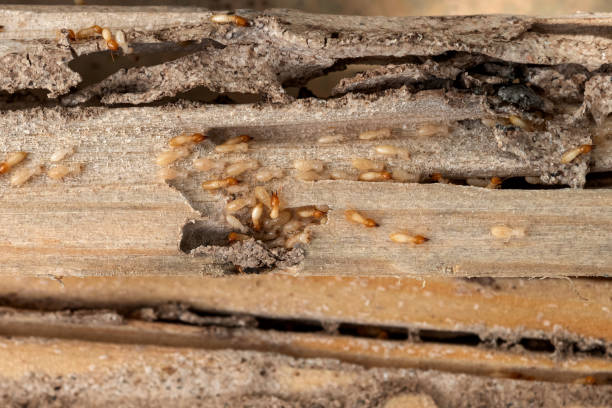 Pest Control Cost in Yalaha, FL